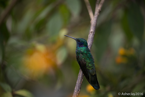 2016-03-19-1458412394-7382035-GreenVioletEarHummingbirdAsherJay2.jpg