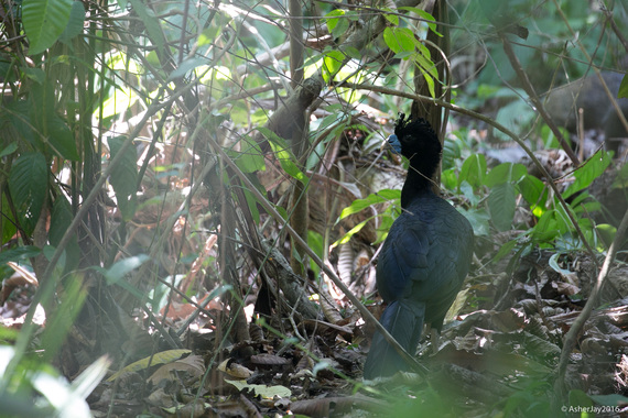 2016-03-19-1458417355-2435341-BlueBilledCurassowAsherJay.jpg