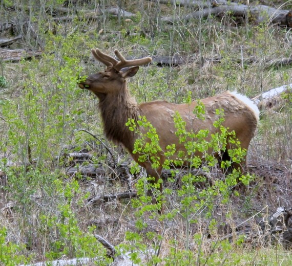 2016-03-19-1458426493-848116-Elk_Browsing_Aspens_YNP.JPG