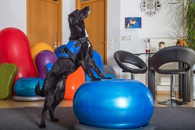 Exploring the Benefits of Animal Physiotherapy | HuffPost Impact