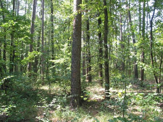 2016-03-29-1459290224-1127603-lr1_Landscape_DavyCrockett_NF.jpg