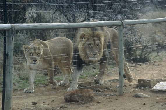 2016-03-30-1459369216-4676734-BloodLions2.jpg