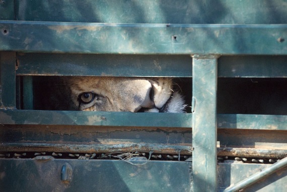 2016-03-30-1459369447-2260282-BloodLions_LioninCrate.jpg