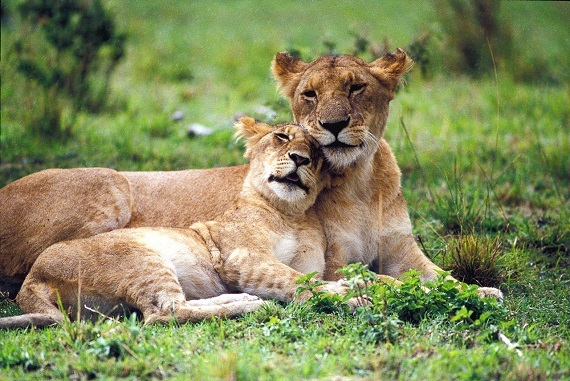 2016-03-30-1459369907-5764167-MeltonManorLionsCuddling.jpg