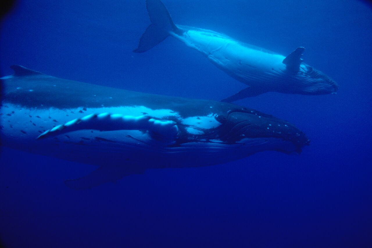 The Kermadec Ocean Sanctuary: A Win for New Zealand and Our Planet ...