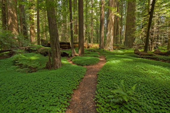 The Most Beautiful Forests In The World Huffpost Life