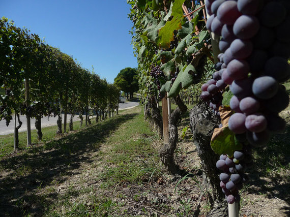 2016-04-01-1459535505-2071872-nebbiolo.jpg