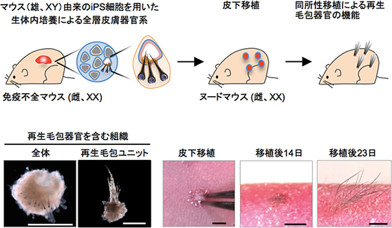 iPS細胞から「毛が生え汗もかく」皮膚再生技術、理研が発表 ...
