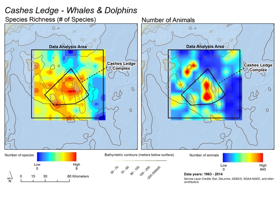 2016-04-06-1459947257-5819312-Cashes_Species_richness_whales_dolphins.jpg