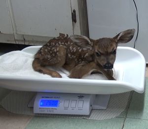 Fawn on scale at WildCare. Photo by Alison Hermance