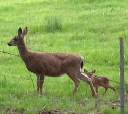 Black-tailed Deer and fawn. Photo by Alison Hermance