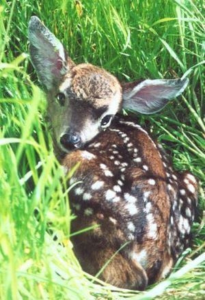 Camouflaged fawn. WildCare photo