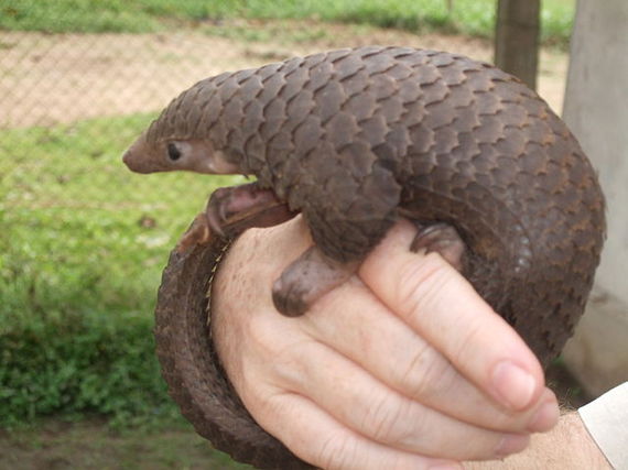 2016-04-06-1459974905-4476607-640pxTree_Pangolin.JPG