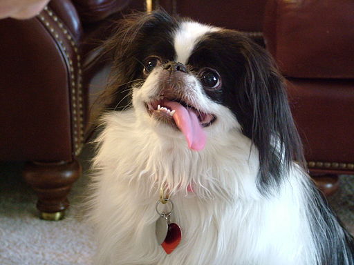 2016-04-06-1459975650-9355183-512pxJapanese_Chin__with_tongue_and_teeth.JPG