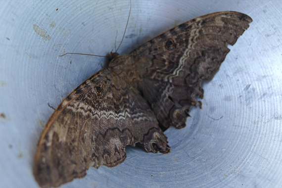 Black Witch Moth