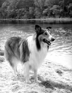 2016-04-07-1460041617-2383441-Lassie.jpg