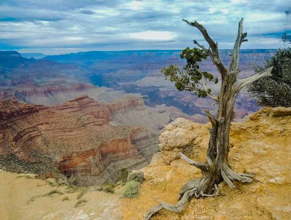 2016-04-07-1460046570-2468604-GrandCanyonArizonalonetreeMirceaGoia.jpg