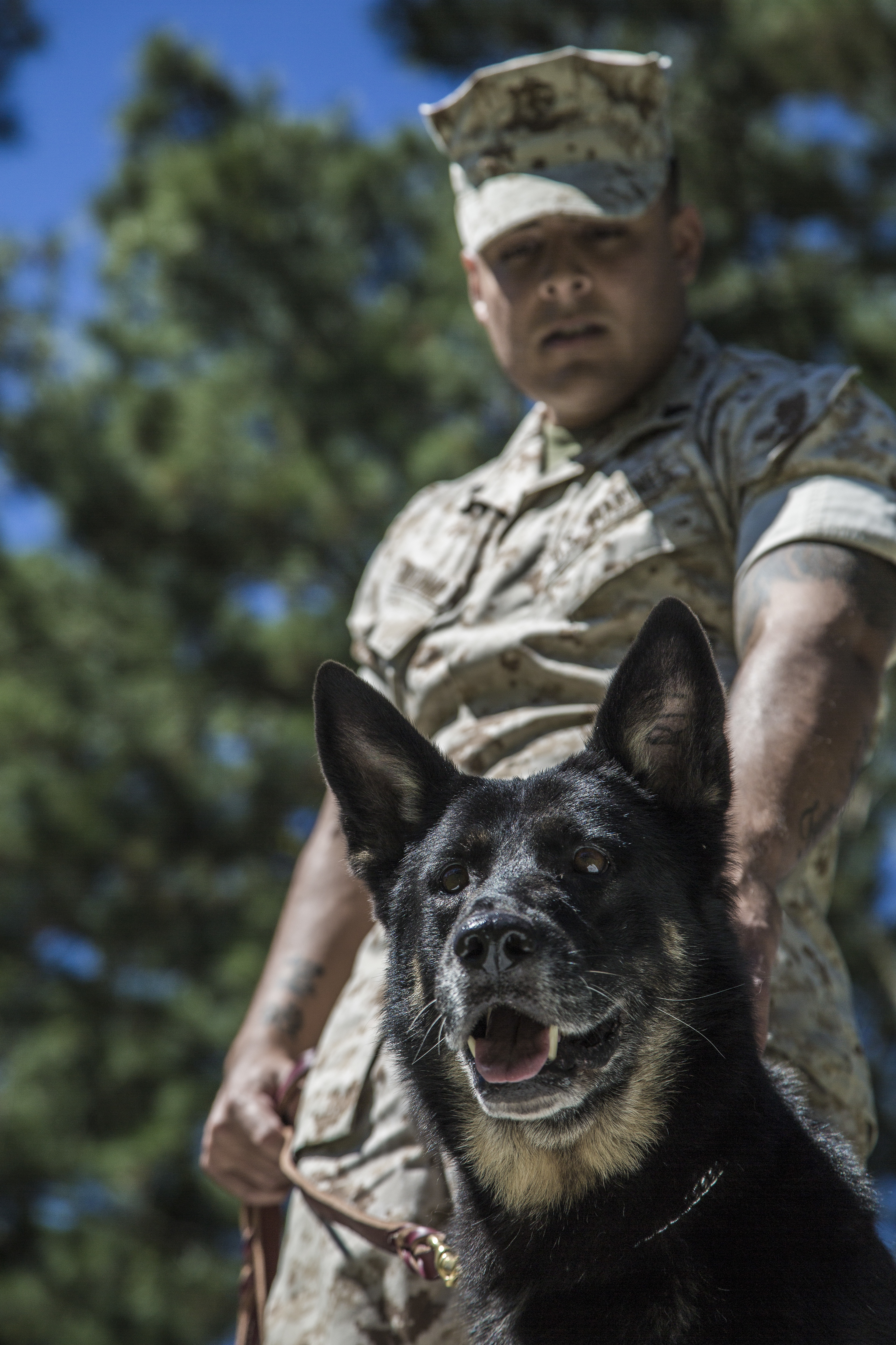 7 Military Dogs With 