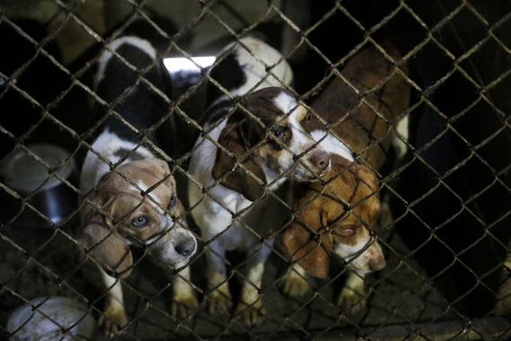 2016-04-14-1460648823-9774180-PUPPY_MILL_IN_ARKANSAS.JPG