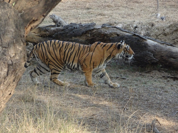 Rathambore National Park: From the Land of Tigers in Northern India ...