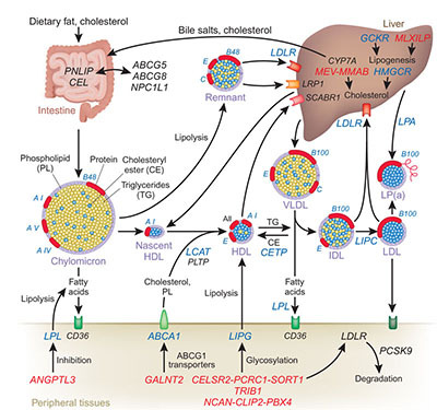 cholesterol_image