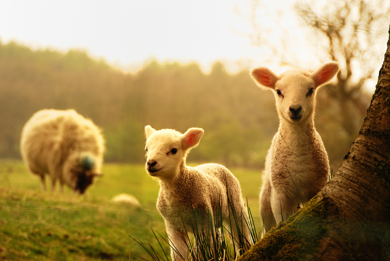 2016-04-21-1461265429-7546327-shutterstock_123421084lambs.jpg