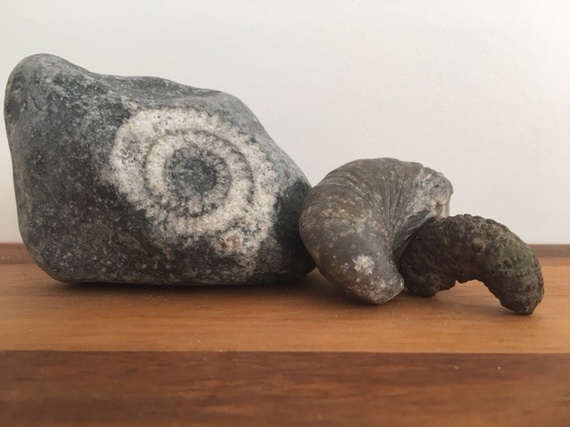 2016-04-22-1461325710-3476206-fossils.jpg
