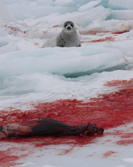 2016-04-28-1461821681-3621055-SEAL_HUNT_2009_26757819x1024.jpg