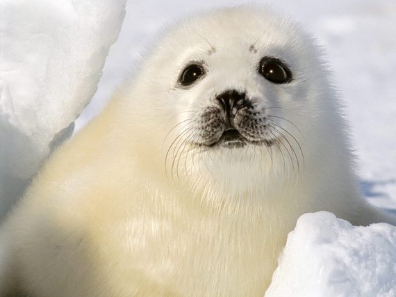2016-04-29-1461897761-7043906-BabyHarpSeal_JohnDeJong.jpg