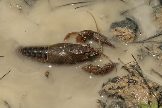 2016-04-30-1462000228-4414689-crayfish.jpg