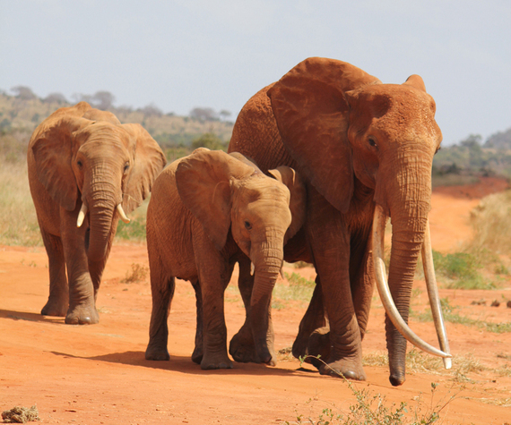 2016-05-02-1462205269-1433356-Giganticfemaletusker14thFeb2013TsavoEast3cropped.jpg