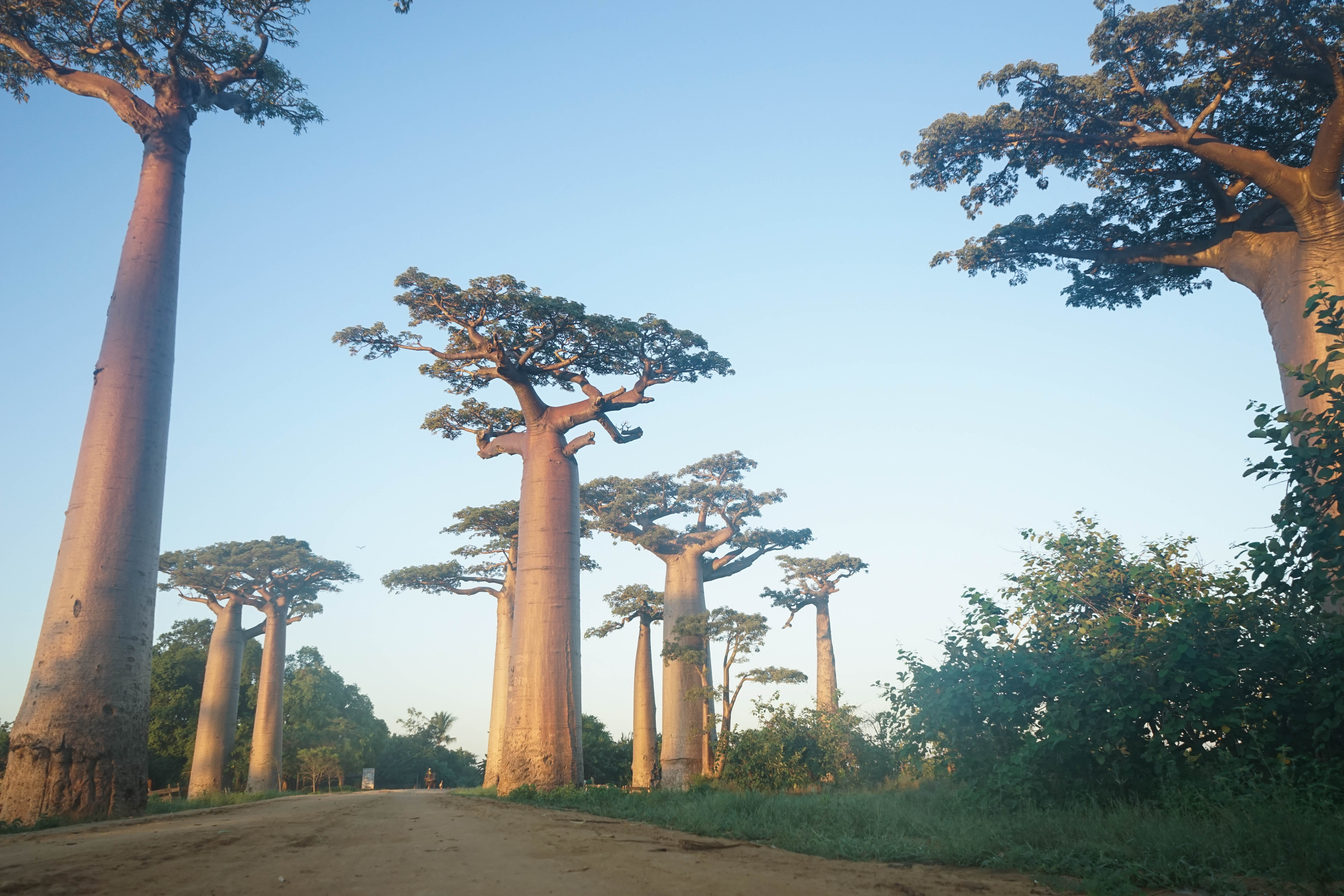 Avenue Of The Baobabs, Avenue of the Baobabs, Madagascar - Stock Image - C015 ... : As the sun sets, tourists gather to watch as.