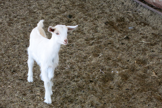 Image result for goat farm