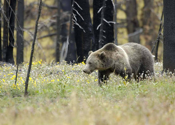 2016-05-06-1462560016-3459002-Grizzly_Bear_in_Field_at_Yellowstone_National_Park.jpg