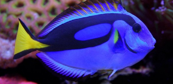 blue tang fish and clown fish