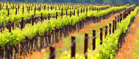 2016-05-10-1462847186-9577704-LePiveVignoble.jpg