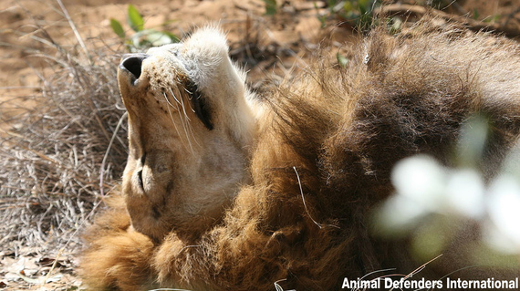 2016-05-11-1462926575-3848583-Africa_Emoya_Rey_Cusco.jpg