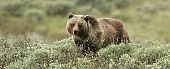 2016-05-13-1463160075-293412-Grizzly_Bear_NPS.jpg