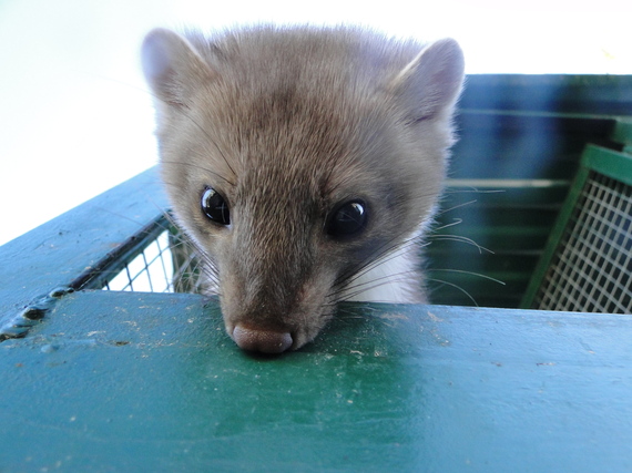 2016-05-17-1463518920-346004-Beech_marten_Martin.JPG