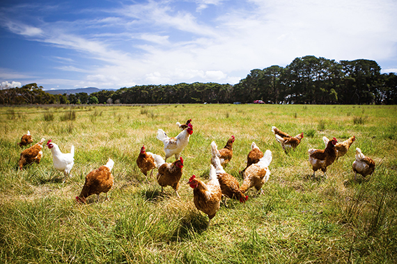 iStock photo of hens on pasture