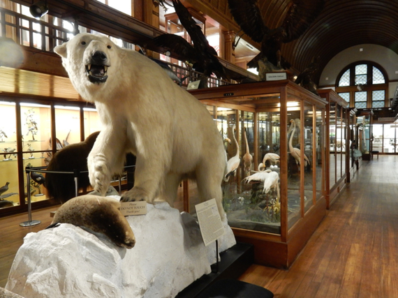 2016-05-27-1464379388-4884115-FairbanksMuseumofNaturalHistoryandPlanetariumSt.JohnsburyVT.jpg