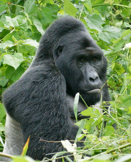 2016-06-01-1464817813-515414-Gorillas_in_Uganda1_by_Fiver_Lcker.jpg