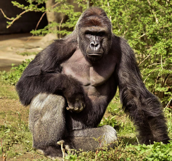 Why does the death of a gorilla hurt us so much? | HuffPost