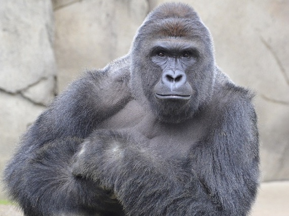 2016-06-02-1464886597-3984096-Harambe.jpg