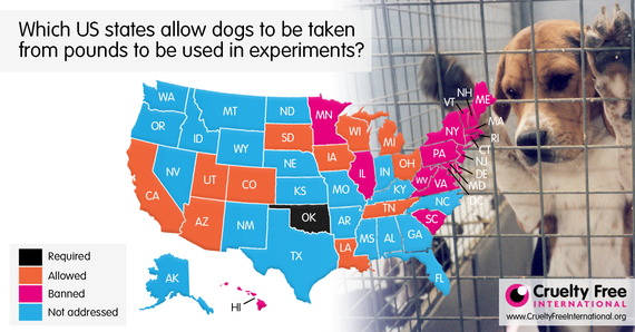 2016-06-02-1464887548-8698335-USApoundseizuredogsinfographic.png