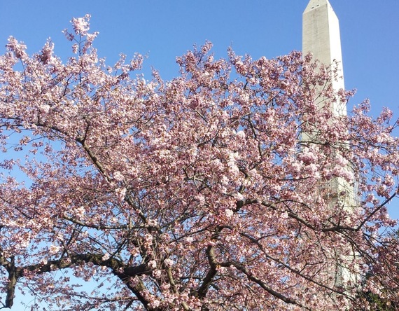 2016-06-05-1465163269-3535552-besttimetovisitwashingtondc_CherryBlossom.jpg