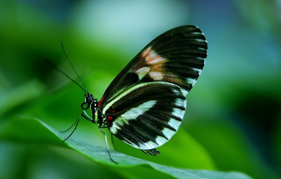 2016-06-06-1465228327-6054450-papilio44882_1920.jpg