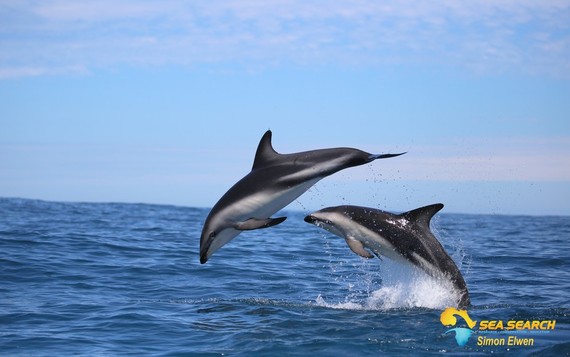 2016-06-12-1465714780-3841577-dolphins.jpg
