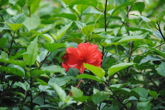 2016-06-13-1465791492-6574027-hibiscus.jpg