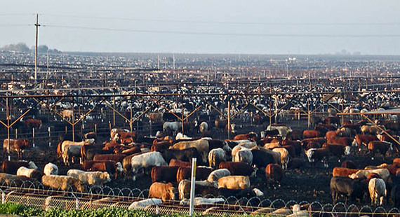 2016-06-13-1465846789-9767514-00359_cattlefeedlot002.jpg